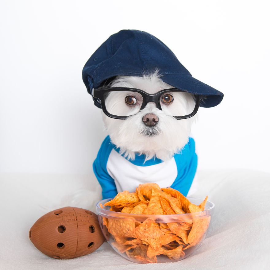Meet Toby Littledude - Instagram's Most Adorable Hipster Pup!