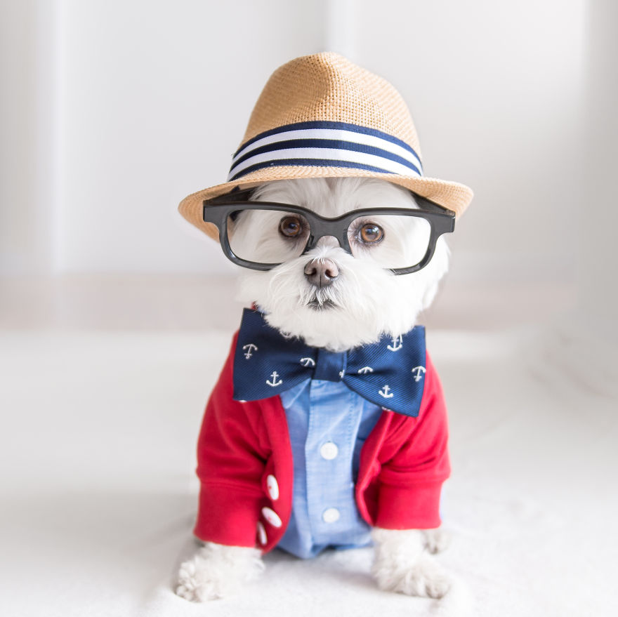 Meet Toby Littledude - Instagram's Most Adorable Hipster Pup!