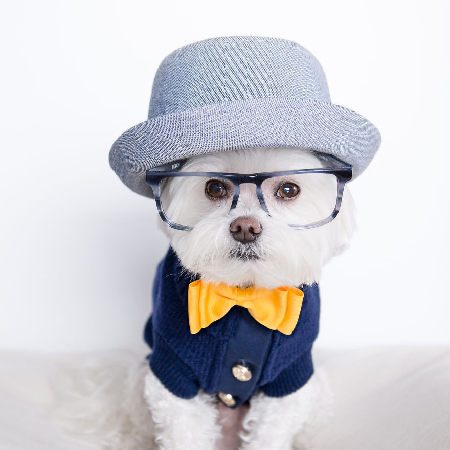 Meet Toby Littledude - Instagram's Most Adorable Hipster Pup!