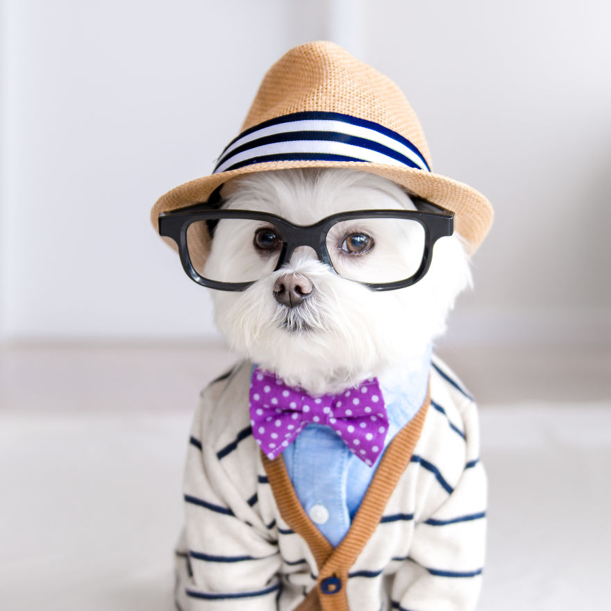 Meet Toby Littledude - Instagram's Most Adorable Hipster Pup!