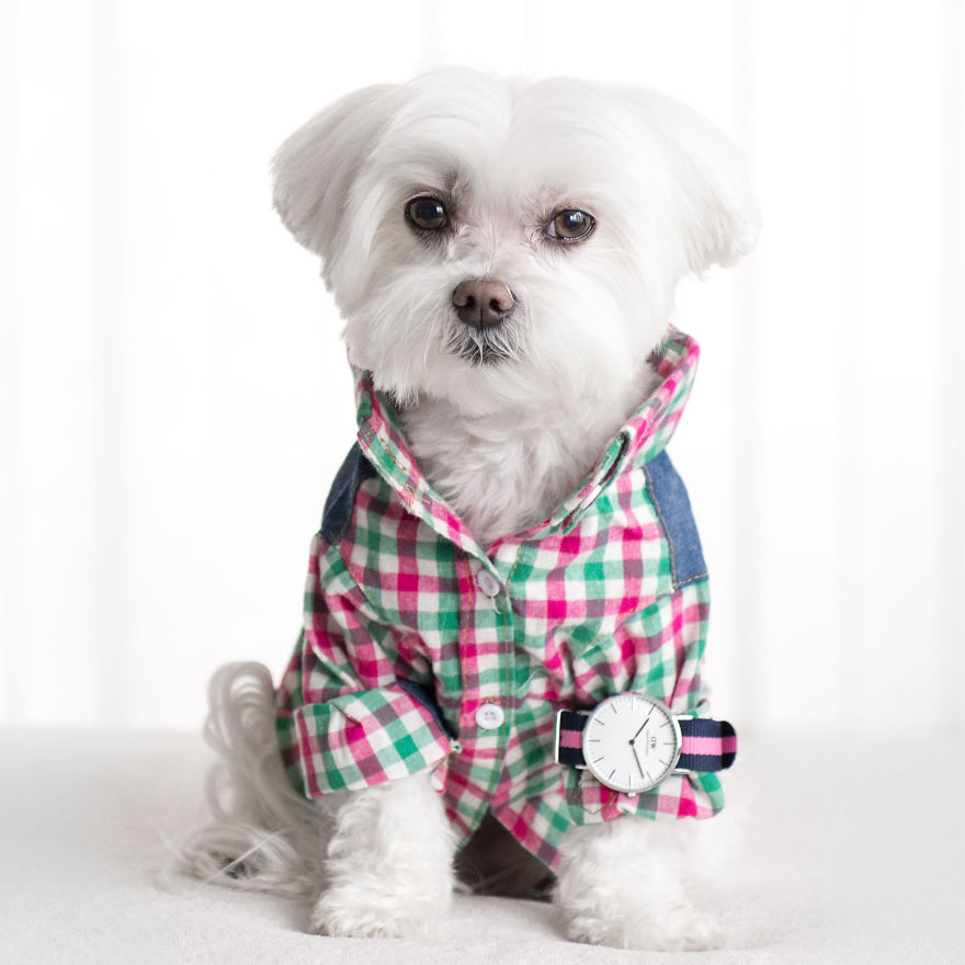 Meet Toby Littledude - Instagram's Most Adorable Hipster Pup!