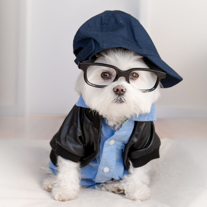 Meet Toby Littledude - Instagram's Most Adorable Hipster Pup!