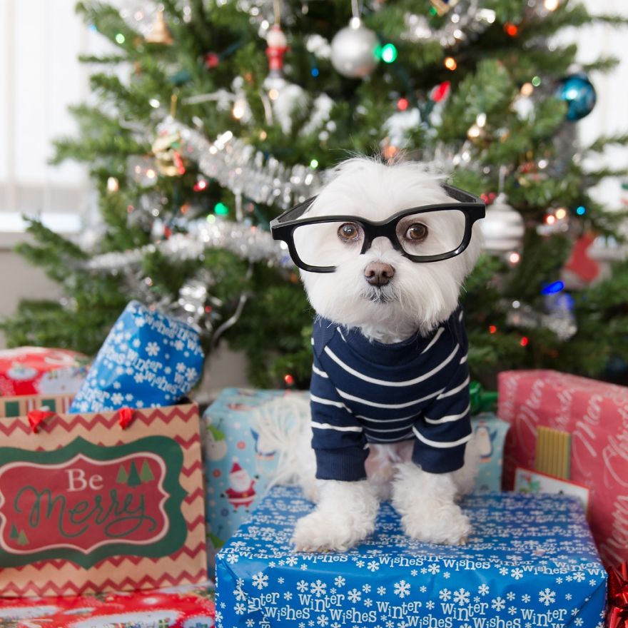 Meet Toby Littledude - Instagram's Most Adorable Hipster Pup!