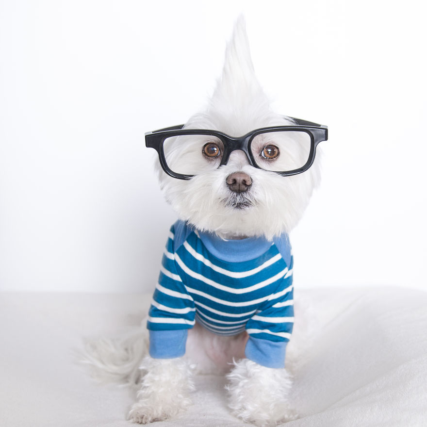 Meet Toby Littledude - Instagram's Most Adorable Hipster Pup!