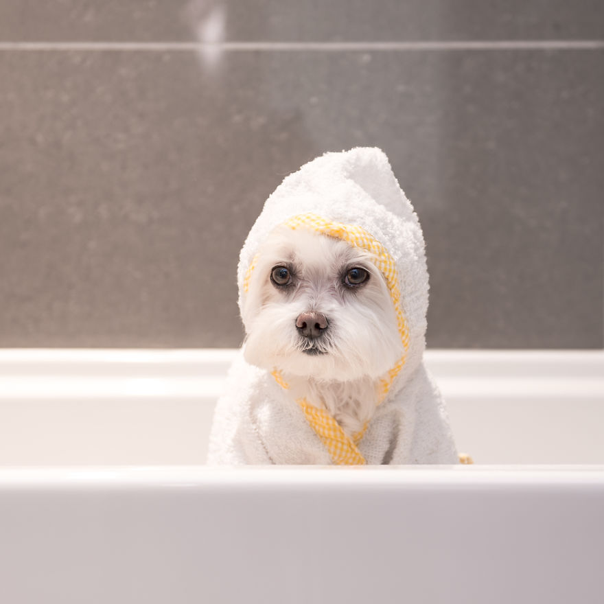 Meet Toby Littledude - Instagram's Most Adorable Hipster Pup!