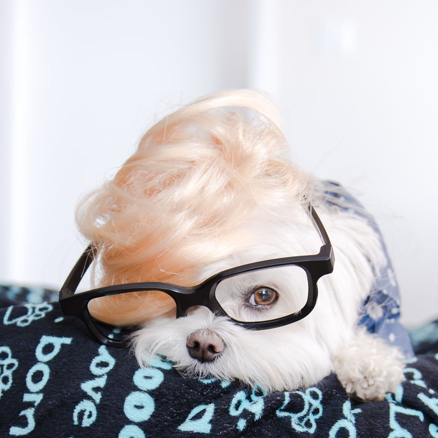 Meet Toby Littledude - Instagram's Most Adorable Hipster Pup!