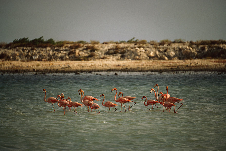 Flamingos Standing And Feeding In A Pool Near Salt Beds