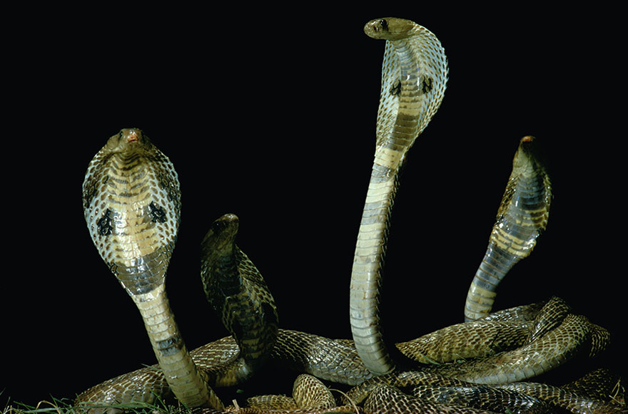Four Entwined Cobras, 1970