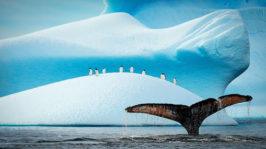 Gentoo And Adélie Penguins Watching Humpback Show