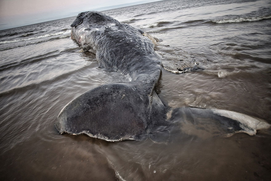 Sperm Whale Bull Washes Up On Norfolk Coast