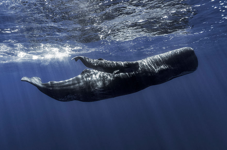 Sperm Whales Off The Azores