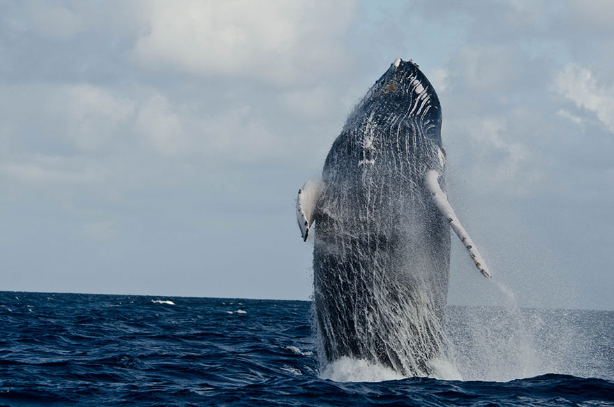 Humpback Whale Breach