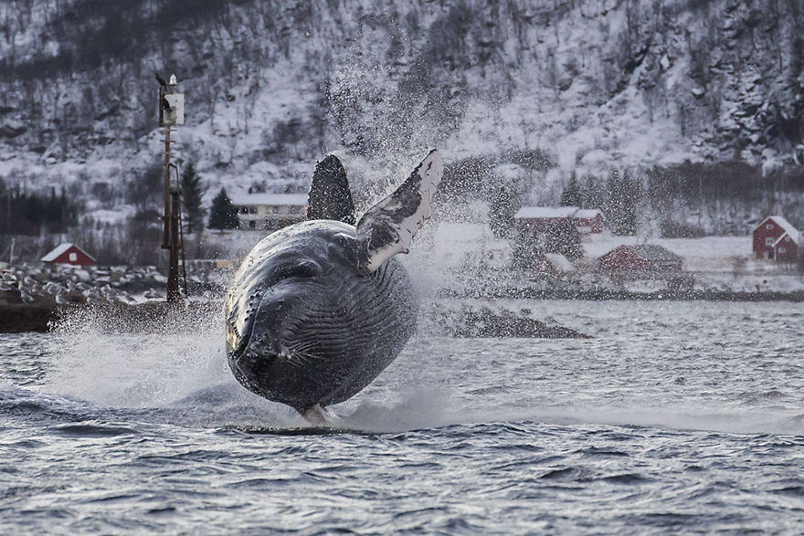 Nature Photographer Gets An Amazing Shot Of A Humpback Whale