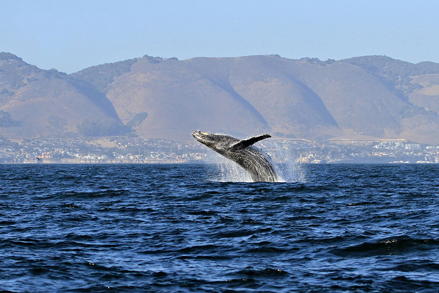 Humpback Whale