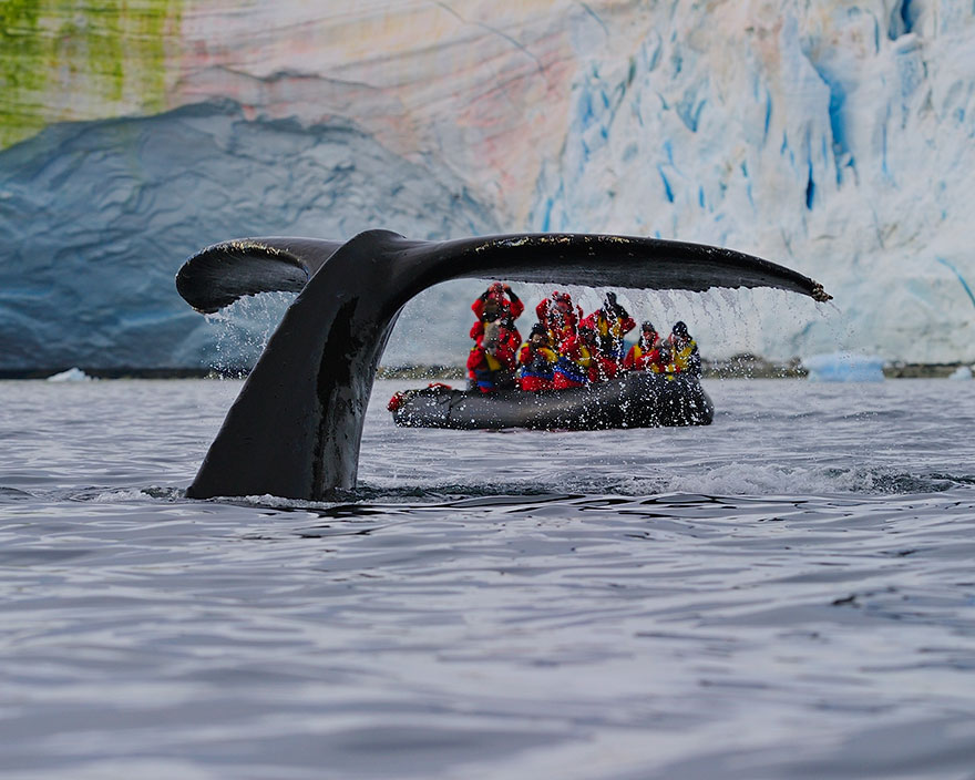 A Humpback Whale Shows Its Fluke