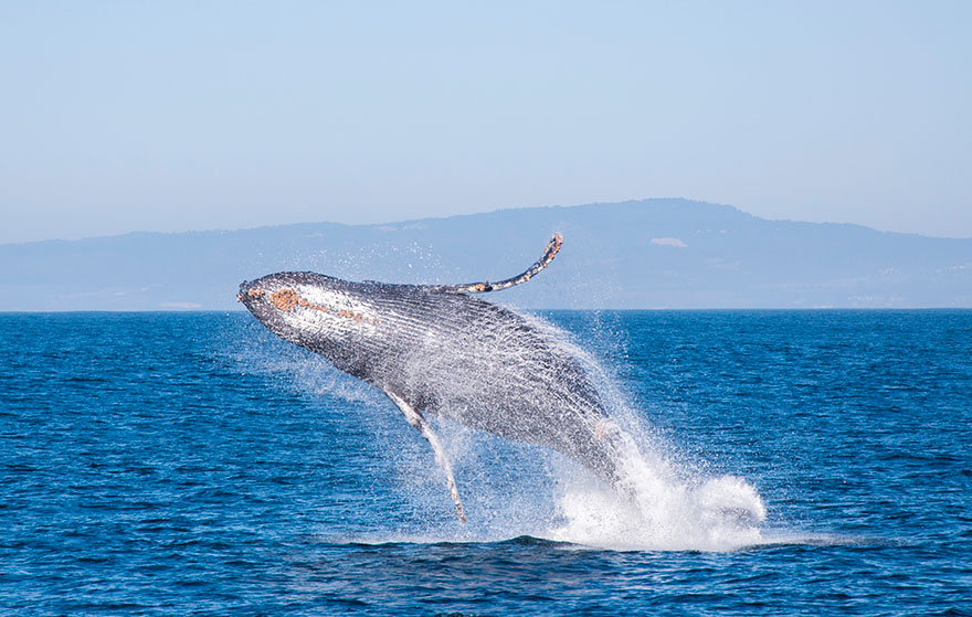 Humpback Whale
