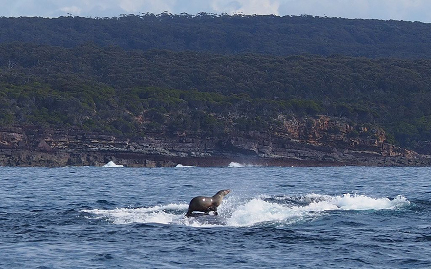 Seal Surfing On A Whale