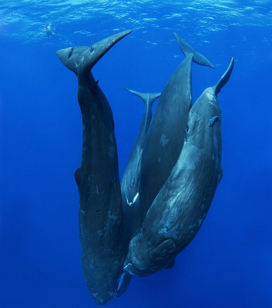 Sleeping Sperm Whales