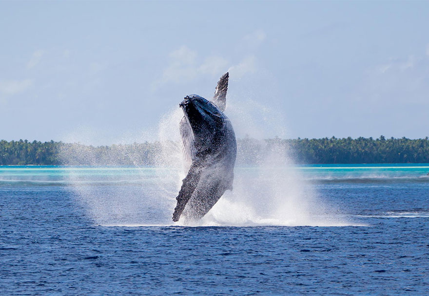 Whale In Pacific Ocean