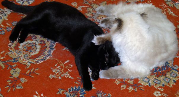 Two cats cuddling on a patterned rug, getting ready for Valentine's Day.