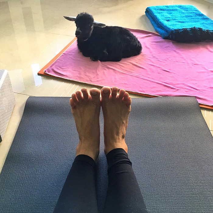 yoga-goat-penny-rachel-brathen-55 yoga-goat-penny-rachel-brathen-55