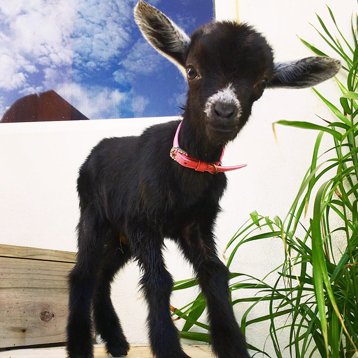 yoga-goat-penny-rachel-brathen-71 yoga-goat-penny-rachel-brathen-71