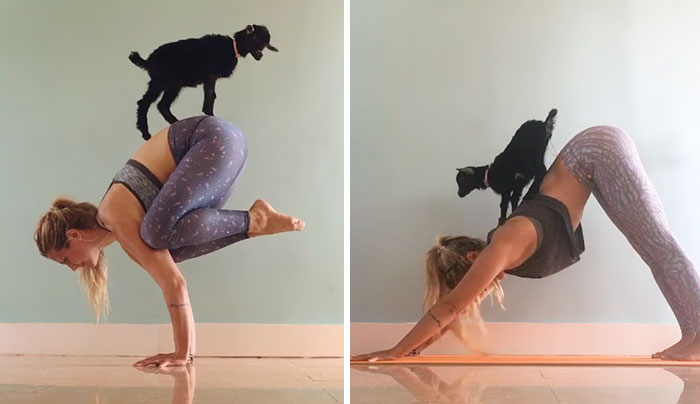 Yoga Girl And Her Goat Are The Most Adorable Yoga Partners Ever