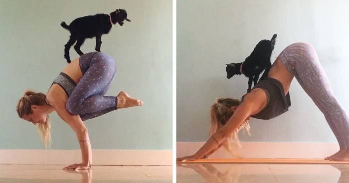 Yoga Girl And Her Goat Are The Most Adorable Yoga Partners Ever