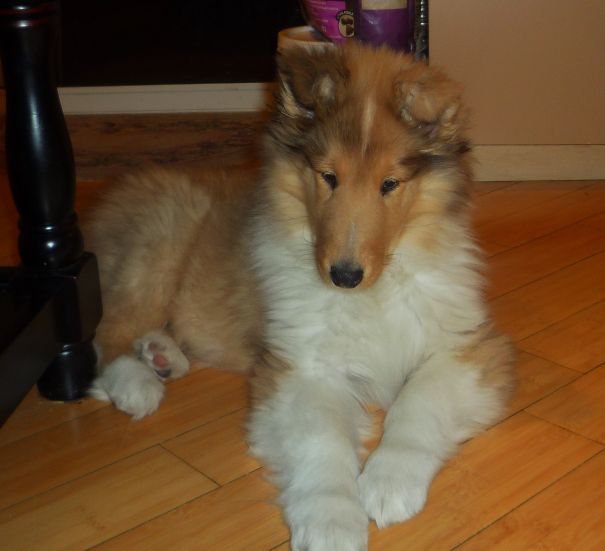 My Wee Laddie - Rough Collie (12 Weeks)