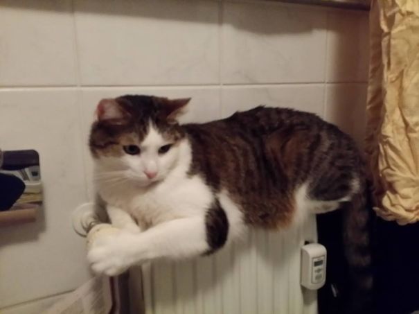 Warm Tummy Is Best Tummy