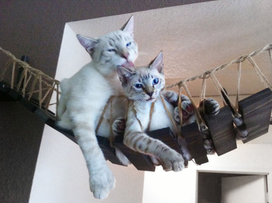 12 Of The Coolest New Trends In Cat Furniture 12 Of The Coolest New Trends In Cat Furniture