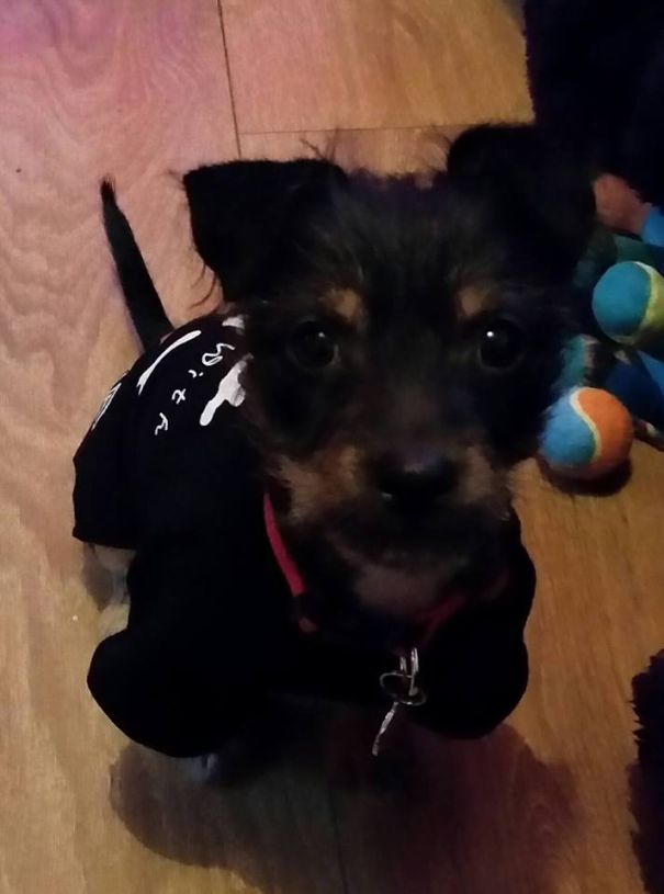 Teddy, Our 4 Month Old Fox Terrier/chihuahua Puppy!