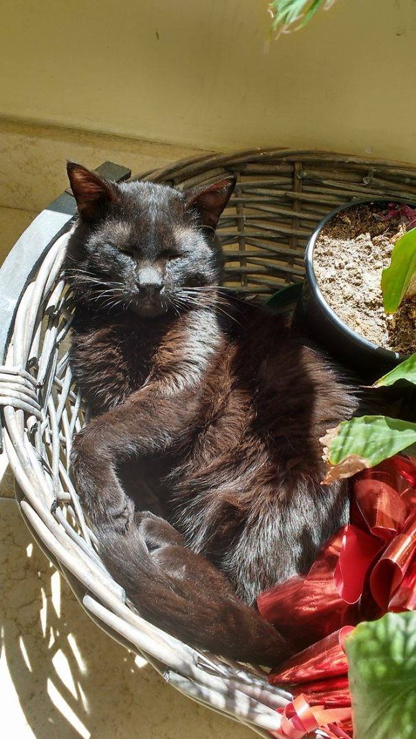 Wrapped Christmas Kitten