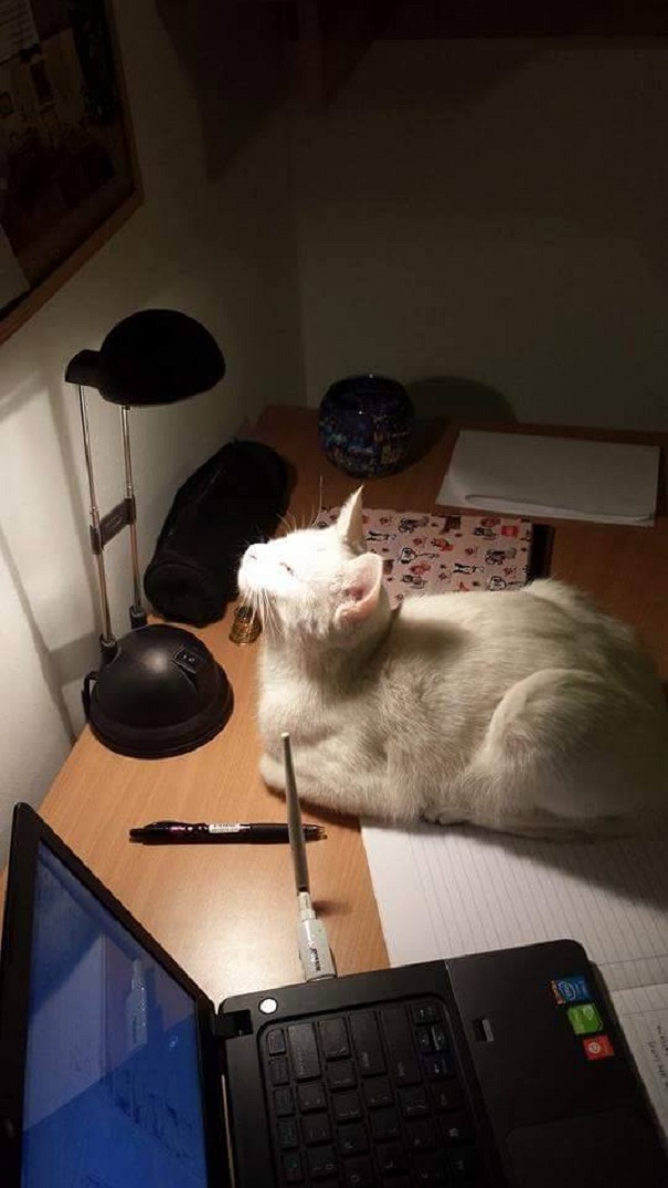 Lydia, The Enlightened Cat