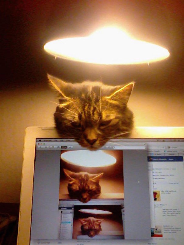 Catception