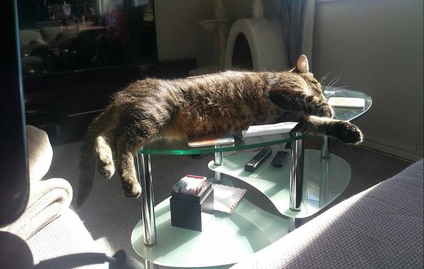 Coffee Table.... Or Sun Lounger