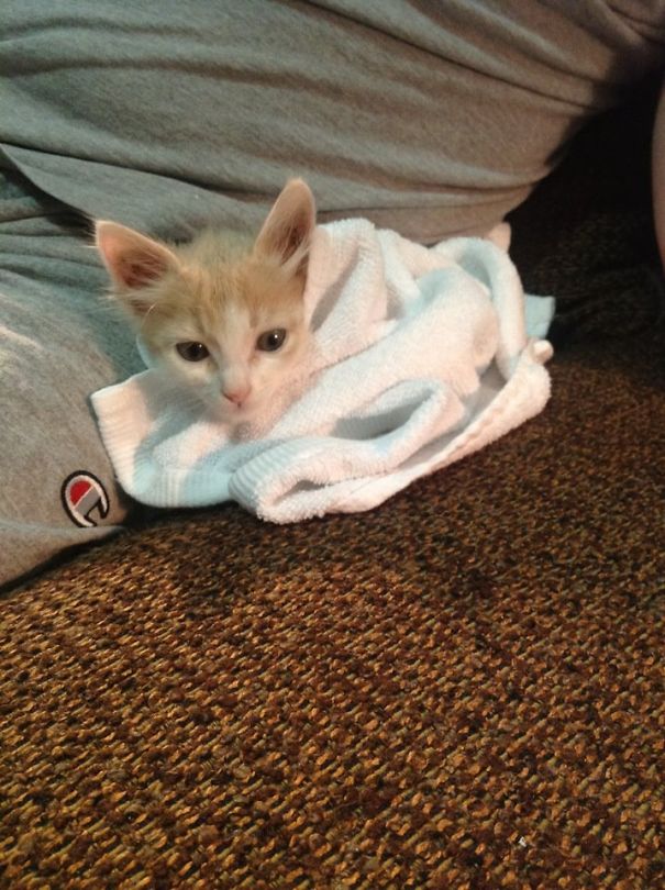Snug As A Bug In A Rug: Meep, After First Bath Ever, Rescued Of The St, Snuggled Next To Dad