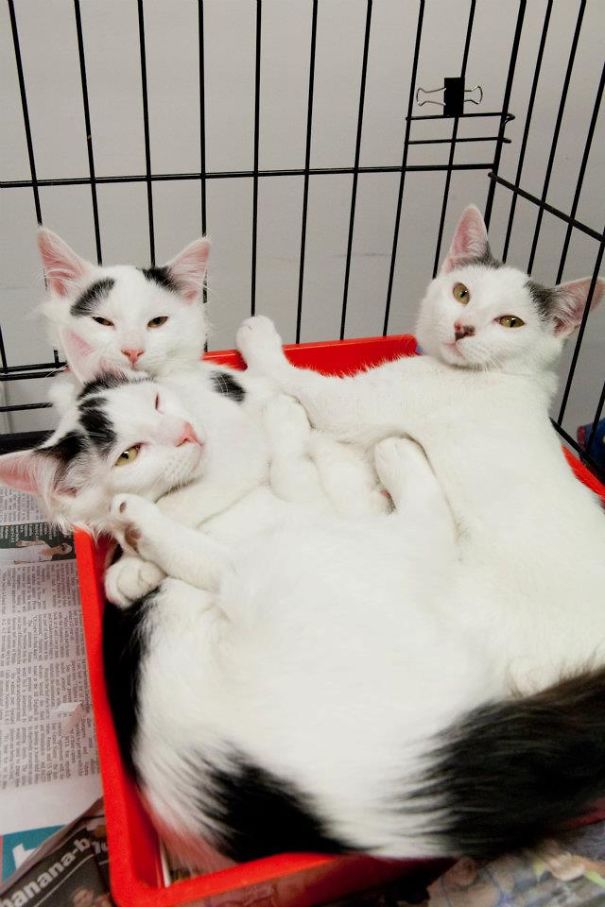 Ryan, Ramjet And Roger Playing A Crazy Game Of Cat Tetris!!