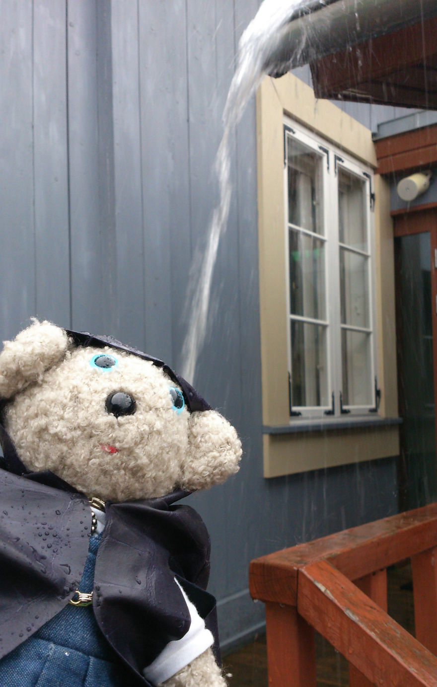 20 Things To Do Every Day To Make You As Happy As A Teddy