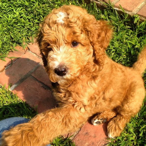 Archie. Need I Say More?