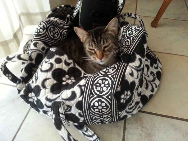 I Like Your Bag Mom,