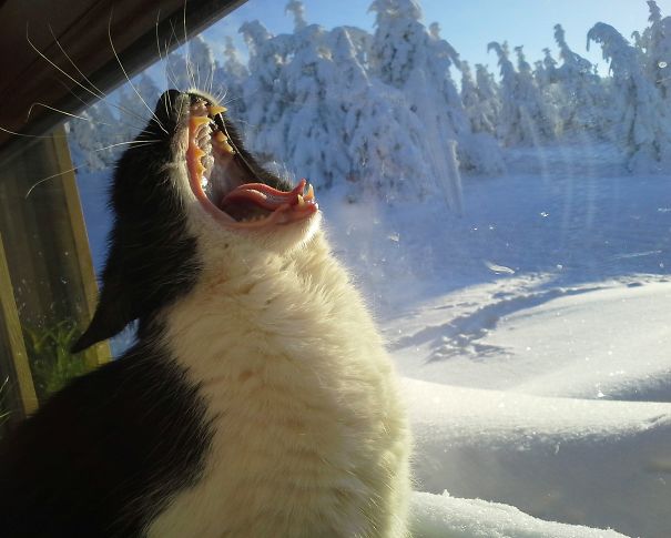 My Cat Enjoyes The Mountain Sun. Czech Republic