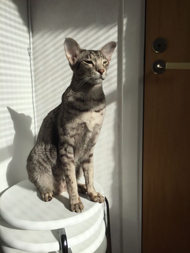 Majestetic Sun Worshipper