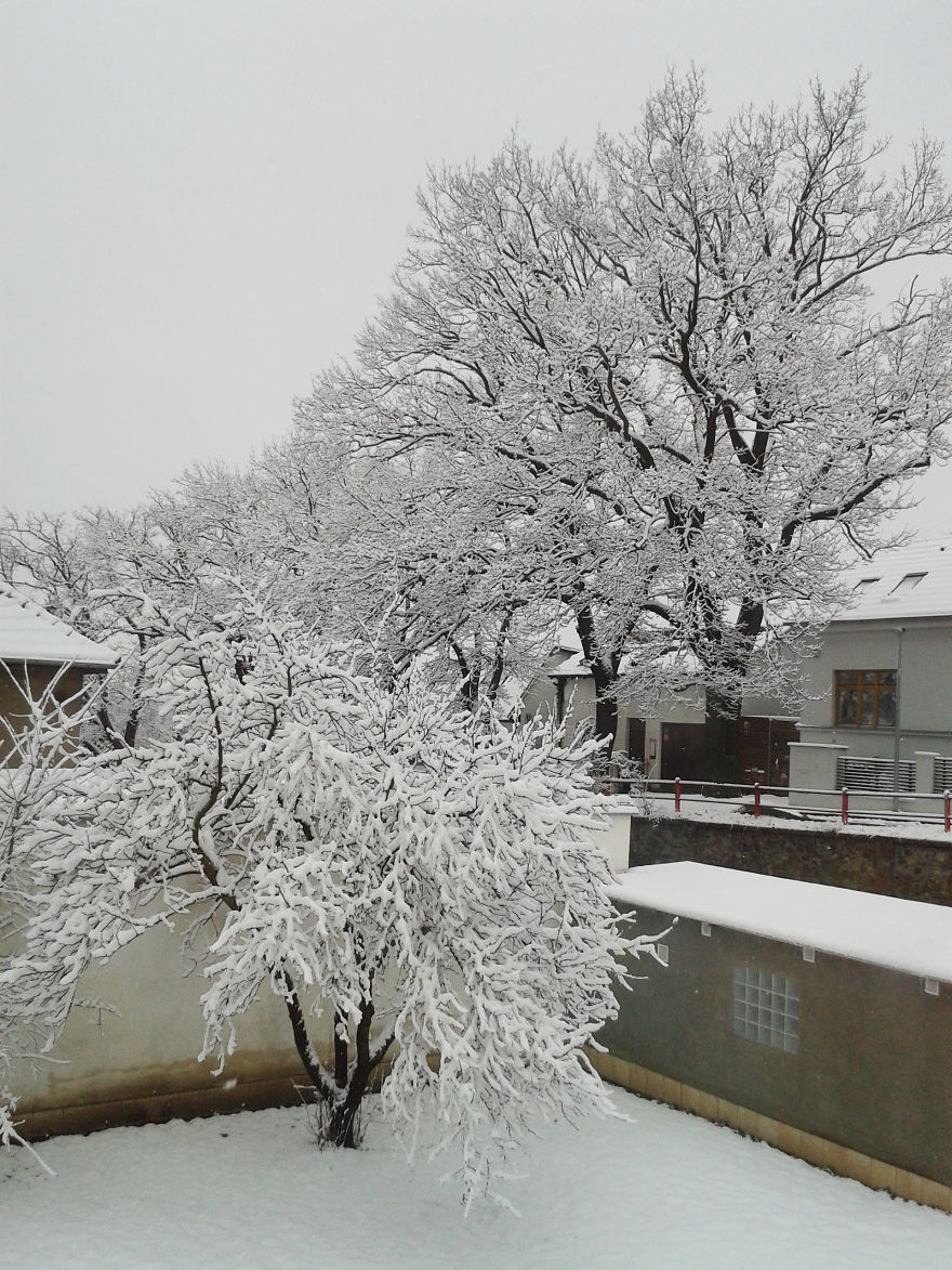 Winter View From My Office