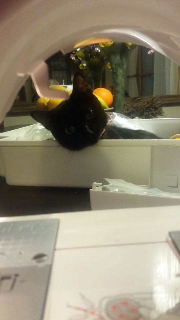 Do Not Disturb...briewing Some New Mischief