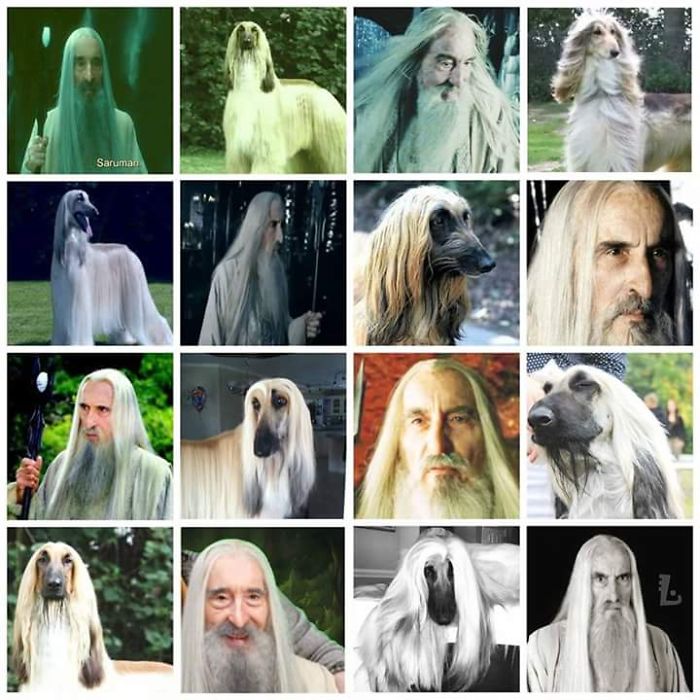Afghan Hound Or Saruman?