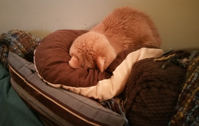 21-year-old-cat-adopted-kidney-failure-tumor-tigger-adriene-buisch-13 21-year-old-cat-adopted-kidney-failure-tumor-tigger-adriene-buisch-13