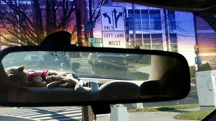 21-year-old-cat-adopted-kidney-failure-tumor-tigger-adriene-buisch-23 21-year-old-cat-adopted-kidney-failure-tumor-tigger-adriene-buisch-23