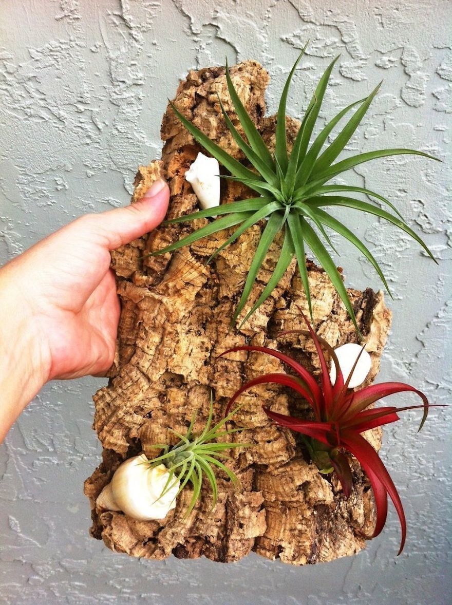 Air Plant Decor