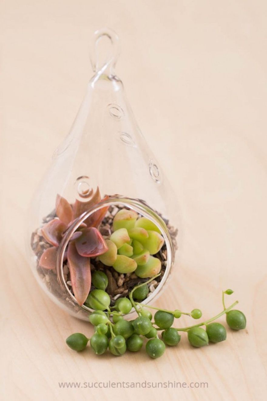 Succulent Terrarium